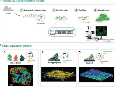 Imaging biofilms using fluorescence in situ hybridization: seeing is believing
